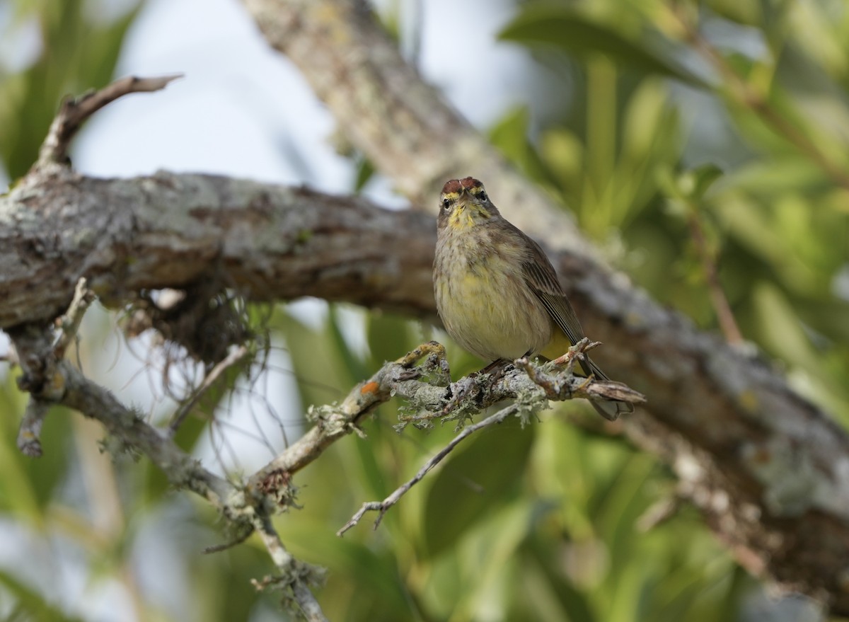 Palm Warbler - Joni Reeder