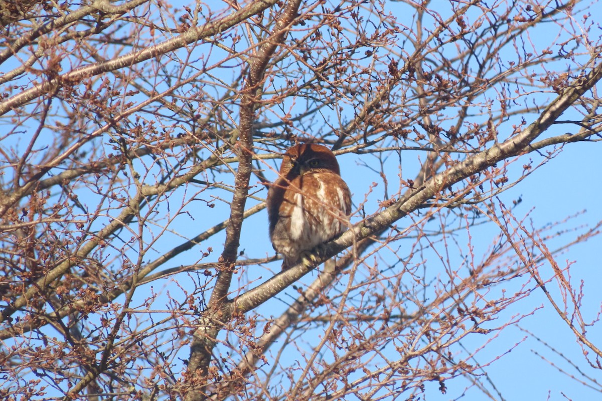 Austral Pygmy-Owl - ML621754641