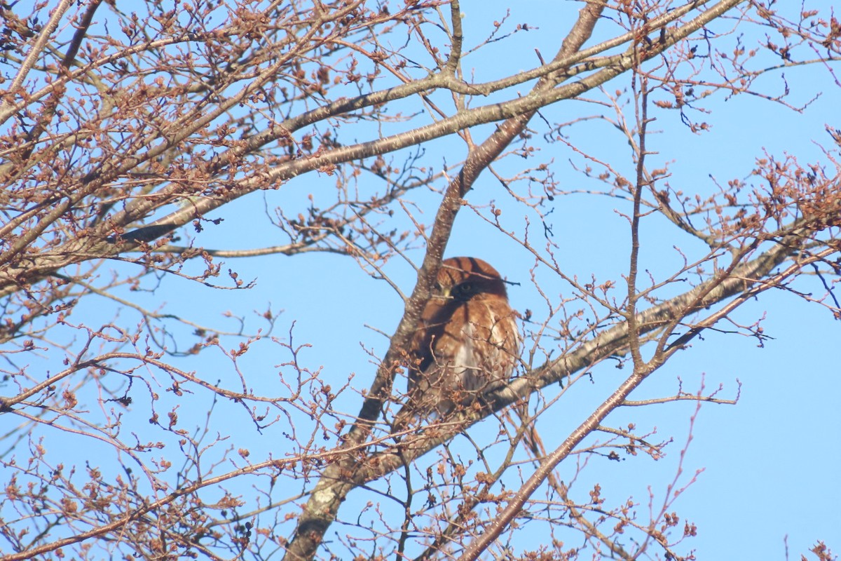 Austral Pygmy-Owl - ML621754643