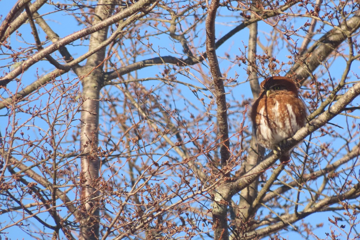 Austral Pygmy-Owl - ML621754646