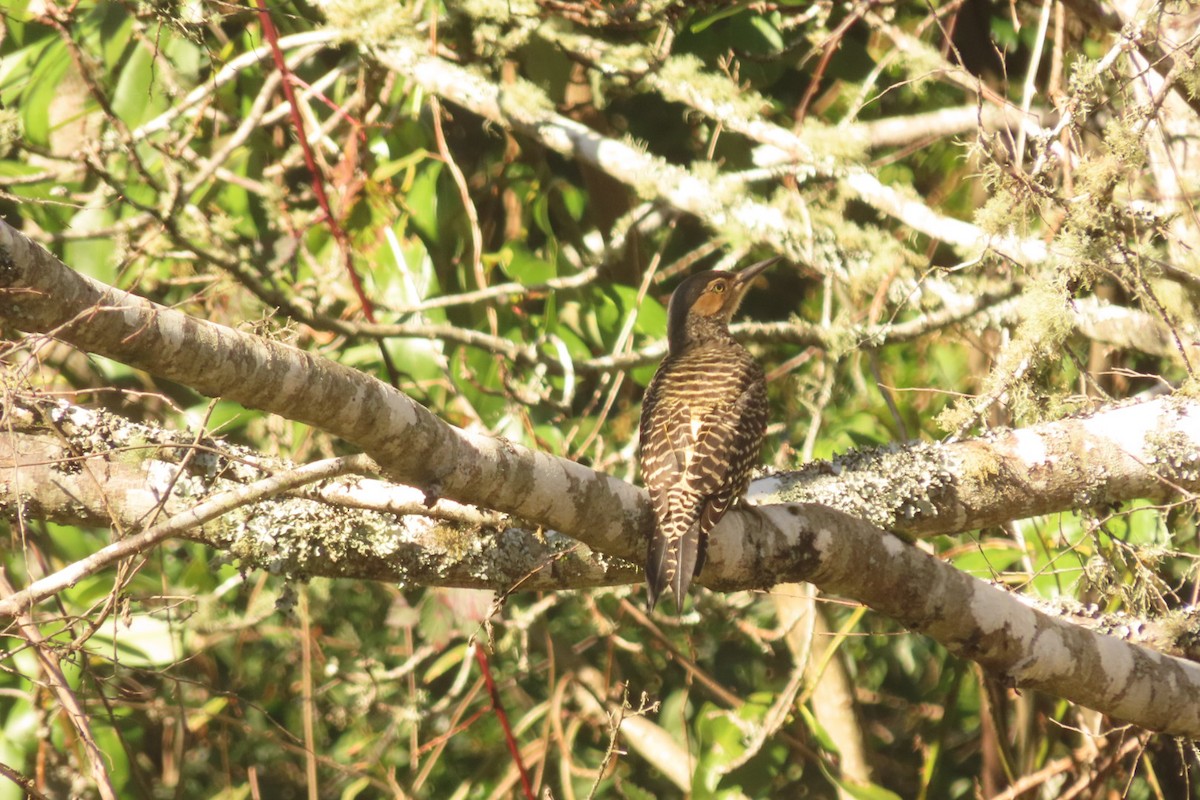 Chilean Flicker - ML621754659