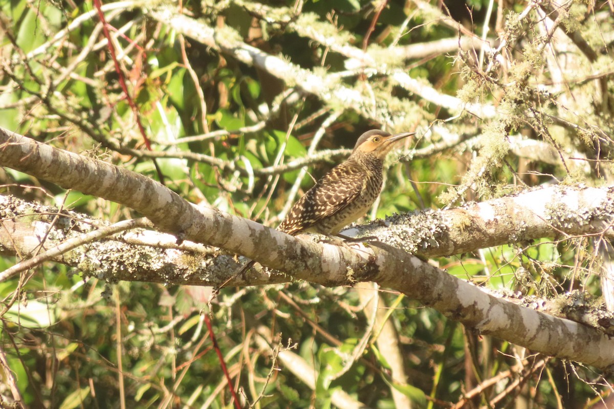 Chilean Flicker - ML621754660