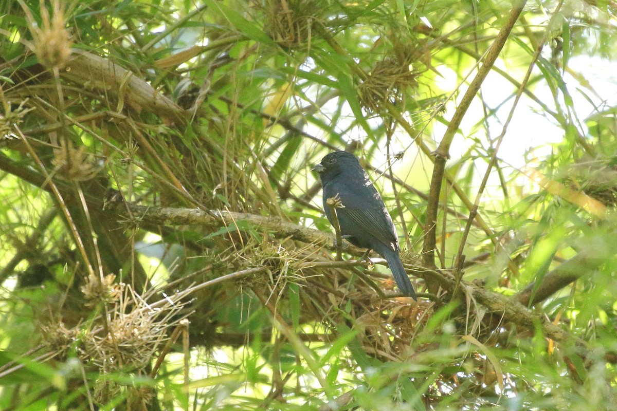 Blue Seedeater (Blue) - ML621754672