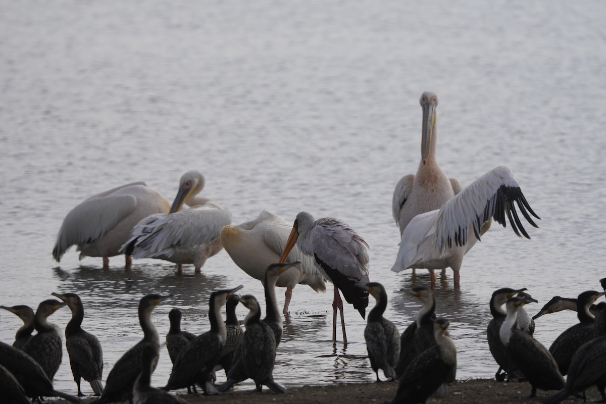 Great White Pelican - ML621754682