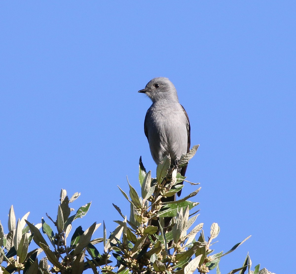 Shear-tailed Gray Tyrant - ML621754712