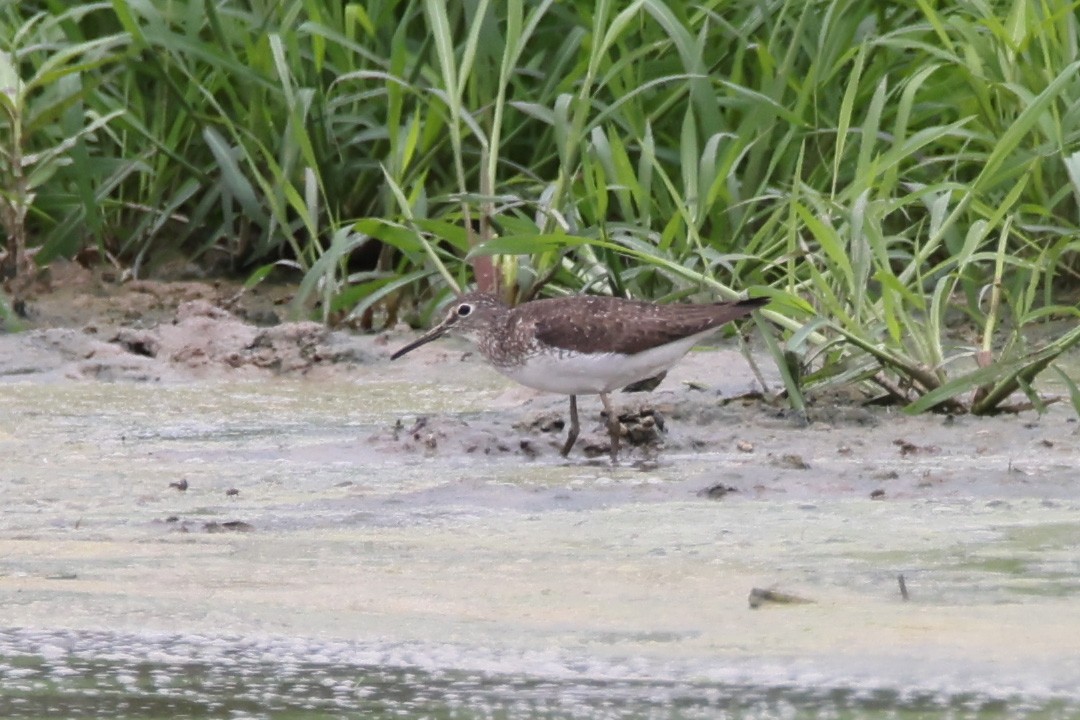 Solitary Sandpiper - ML621754734