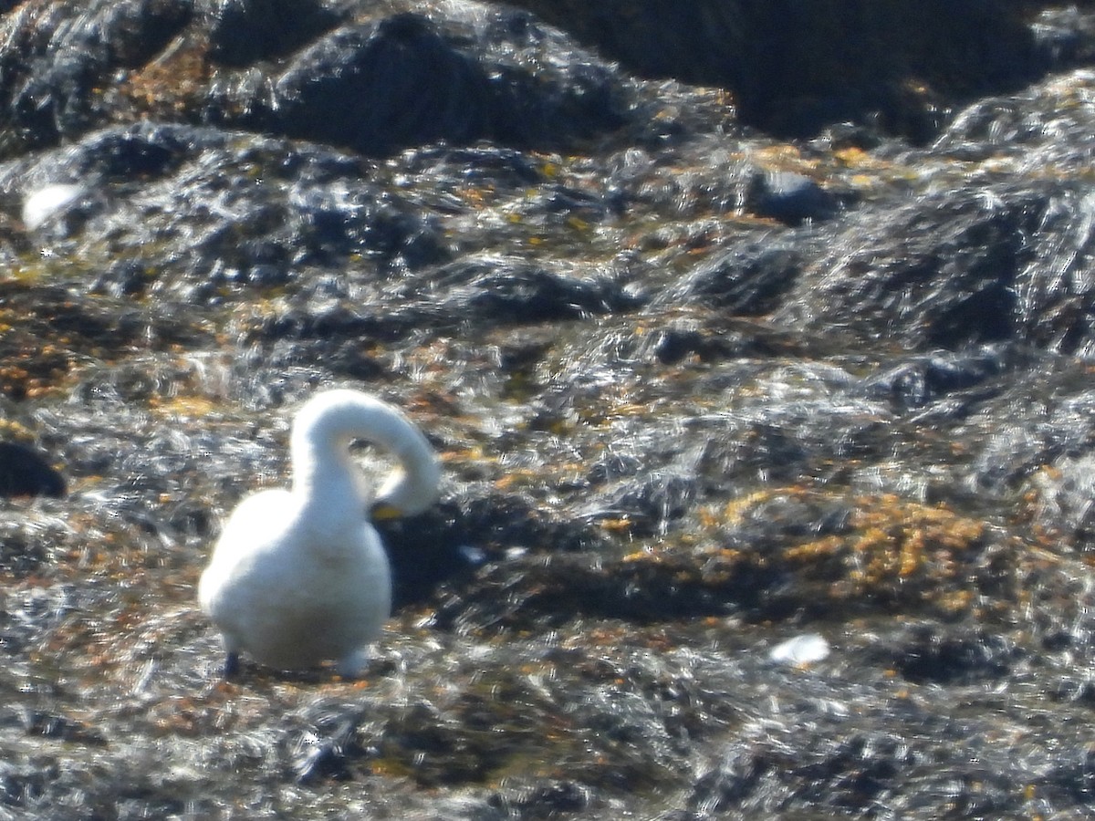 Whooper Swan - ML621754736