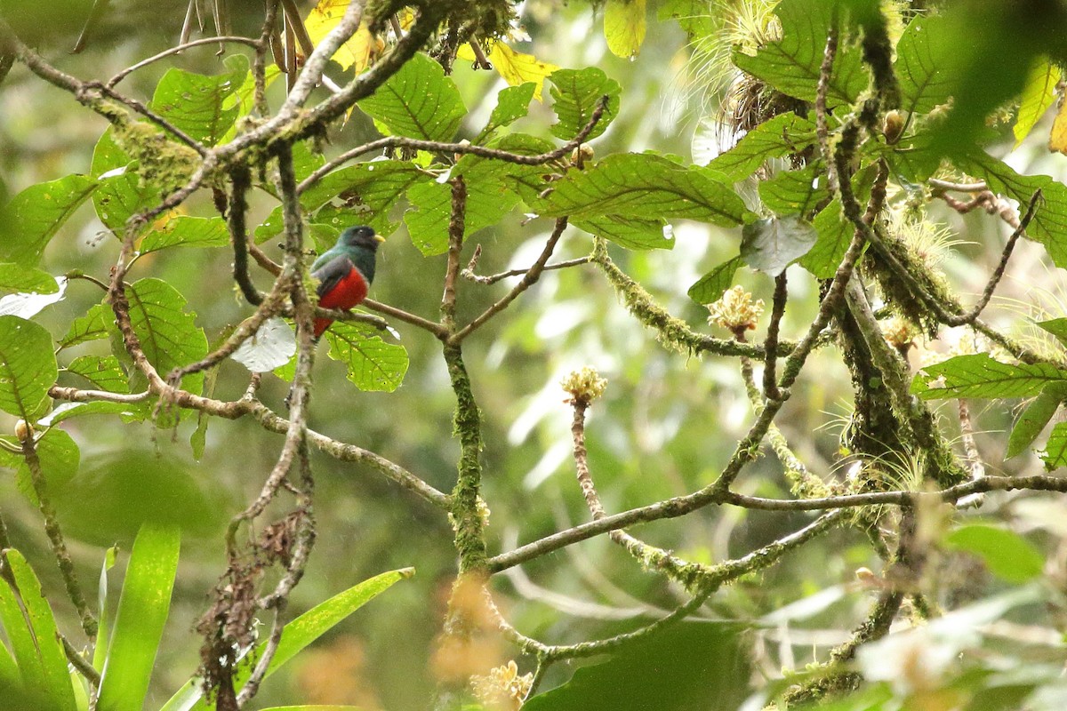 Collared Trogon (Xalapa) - ML621754758