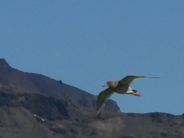 Common Redshank - ML621754803