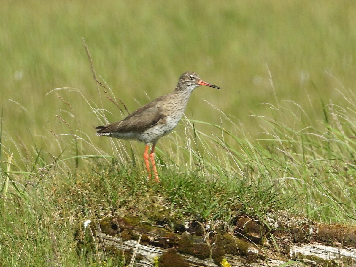 Common Redshank - ML621754804