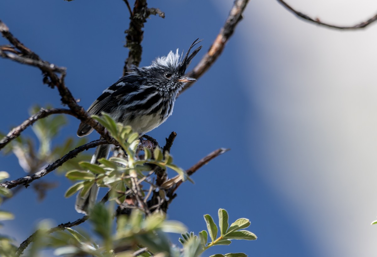 Black-crested Tit-Tyrant - ML621754892