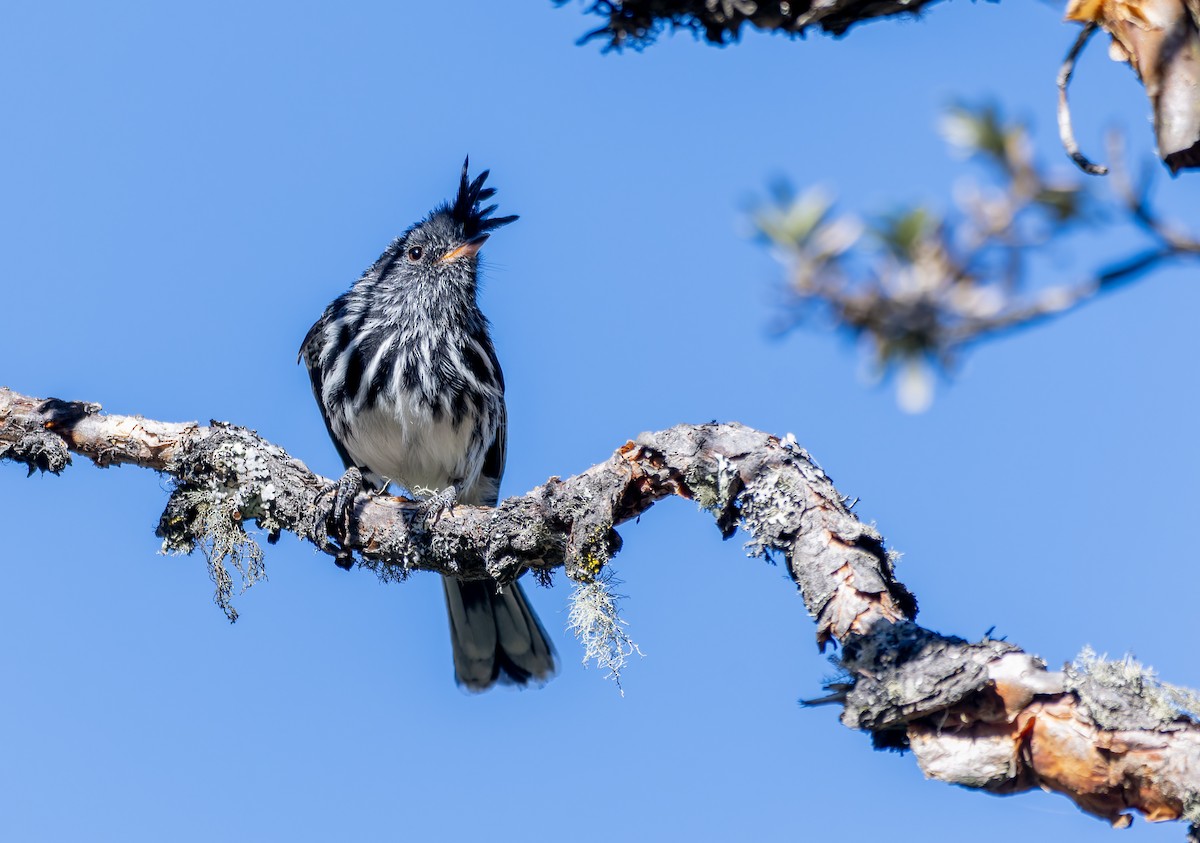 Black-crested Tit-Tyrant - ML621754894