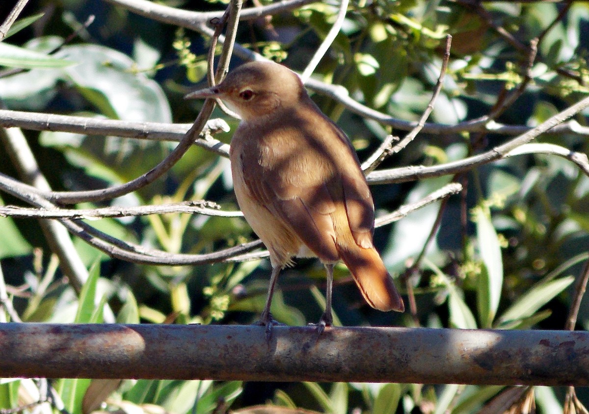 Rufous Hornero - ML621754903