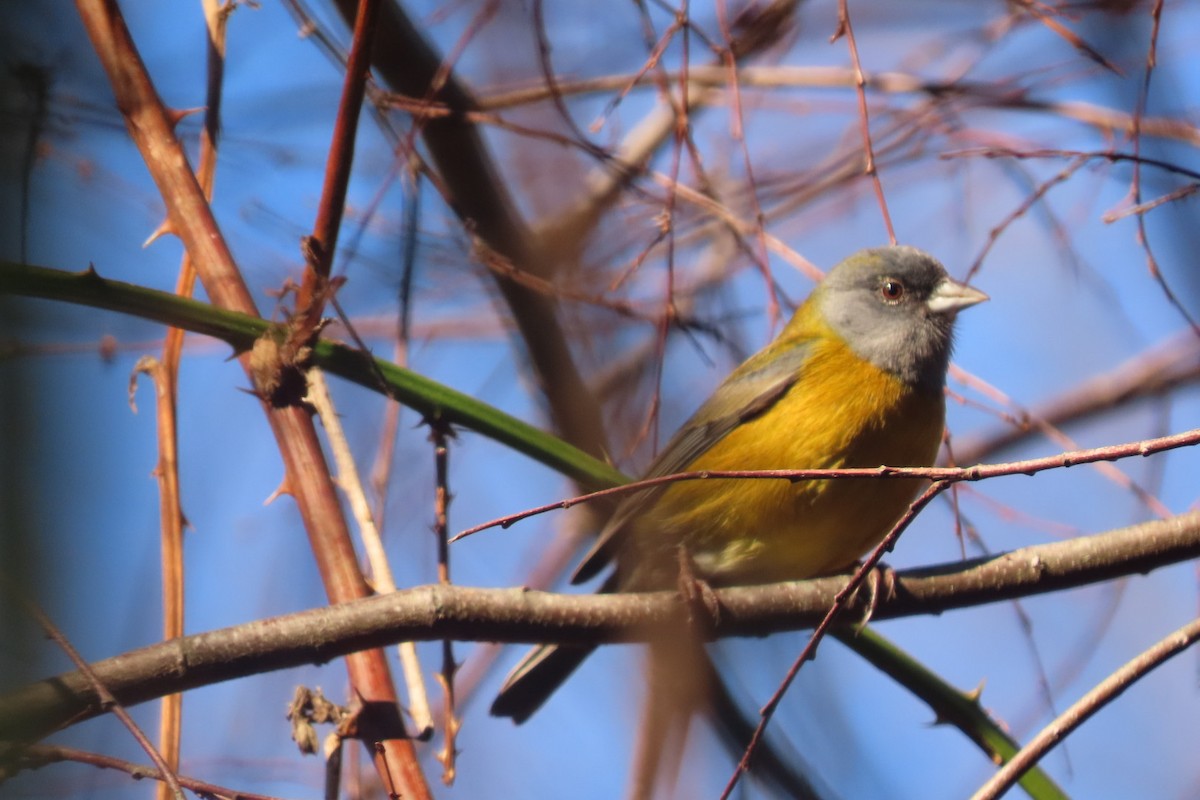 Patagonian Sierra Finch - ML621754917