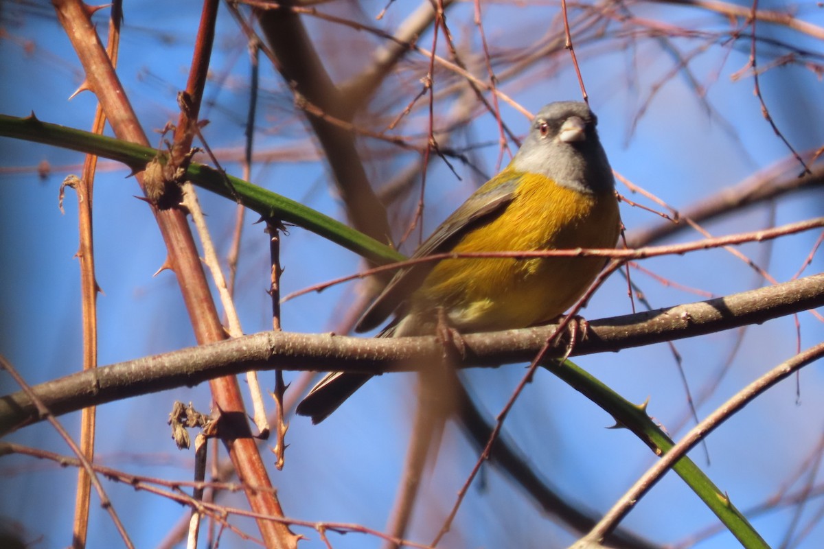 Patagonian Sierra Finch - ML621754918