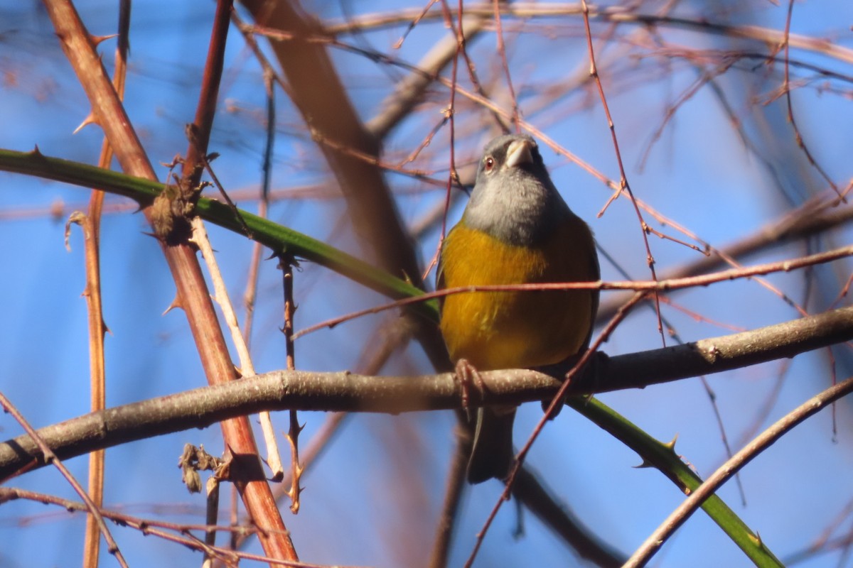 Patagonian Sierra Finch - ML621754919