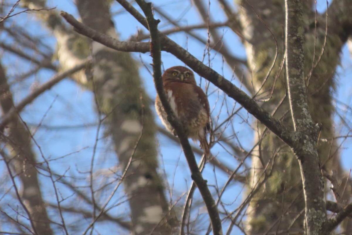 Austral Pygmy-Owl - ML621754986