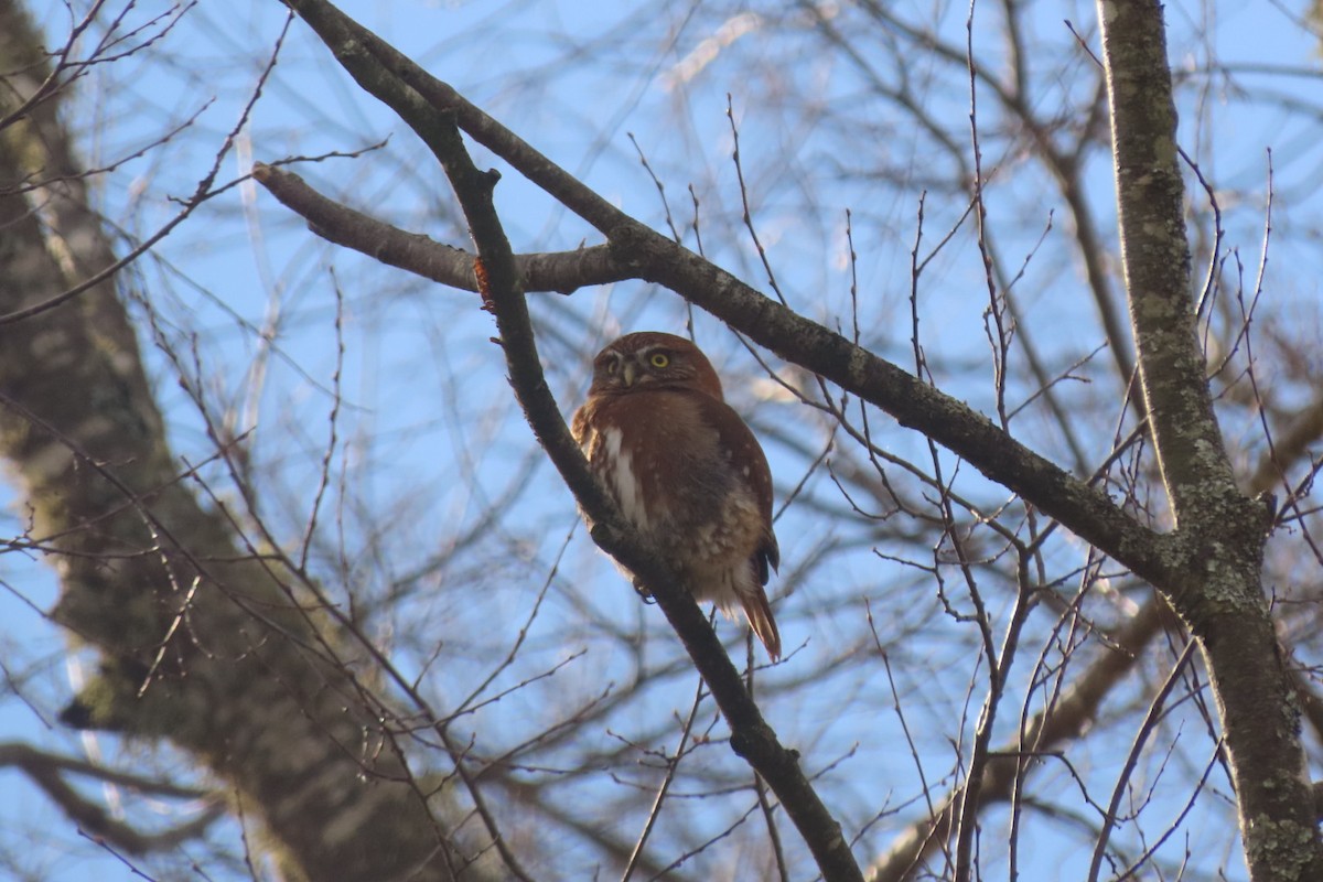 Austral Pygmy-Owl - ML621754987