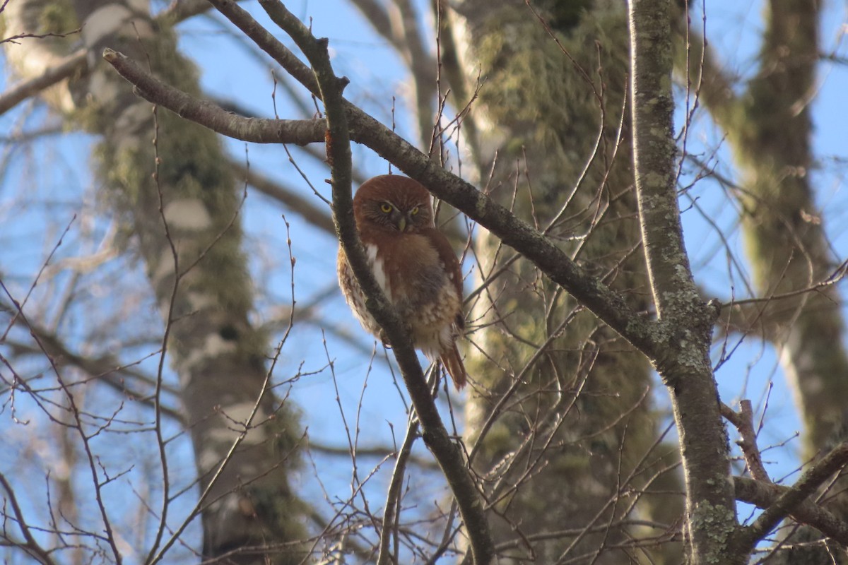 Austral Pygmy-Owl - ML621754989