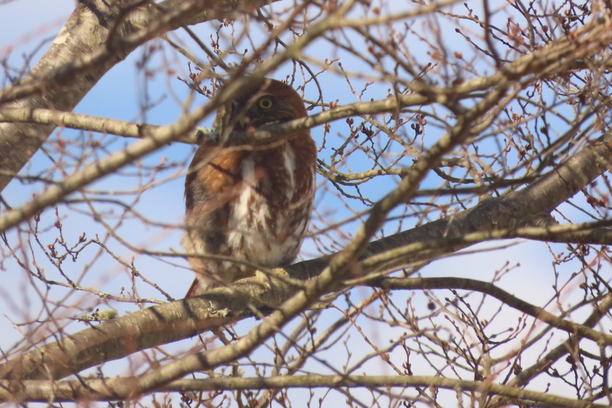 Austral Pygmy-Owl - ML621754990