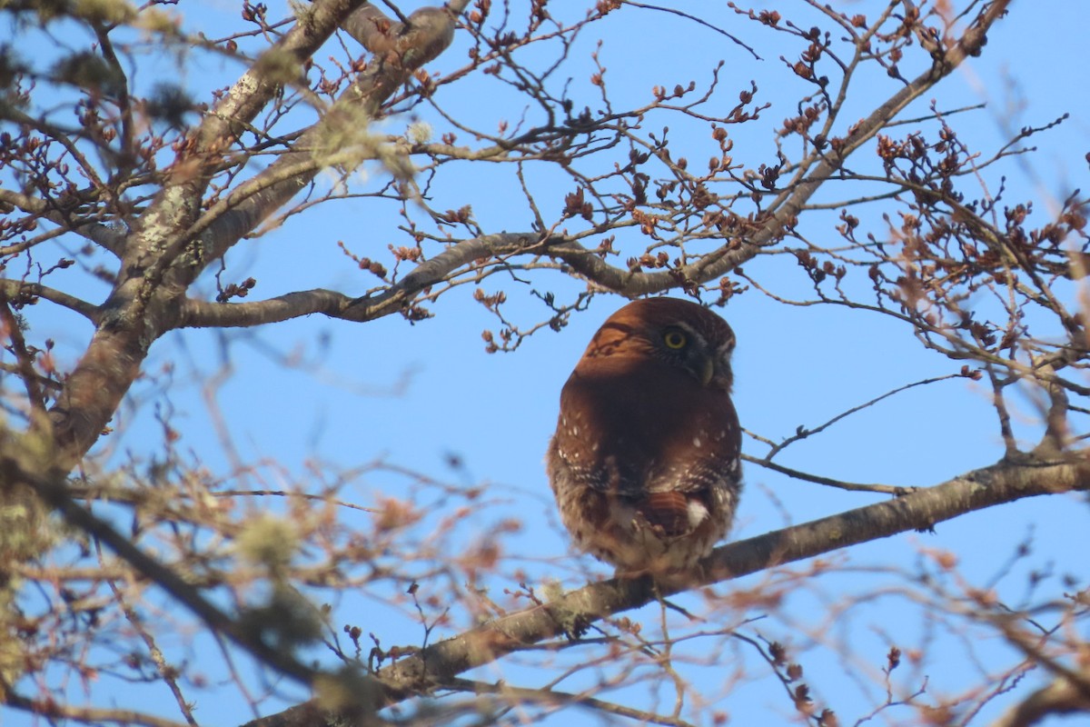 Austral Pygmy-Owl - ML621754991