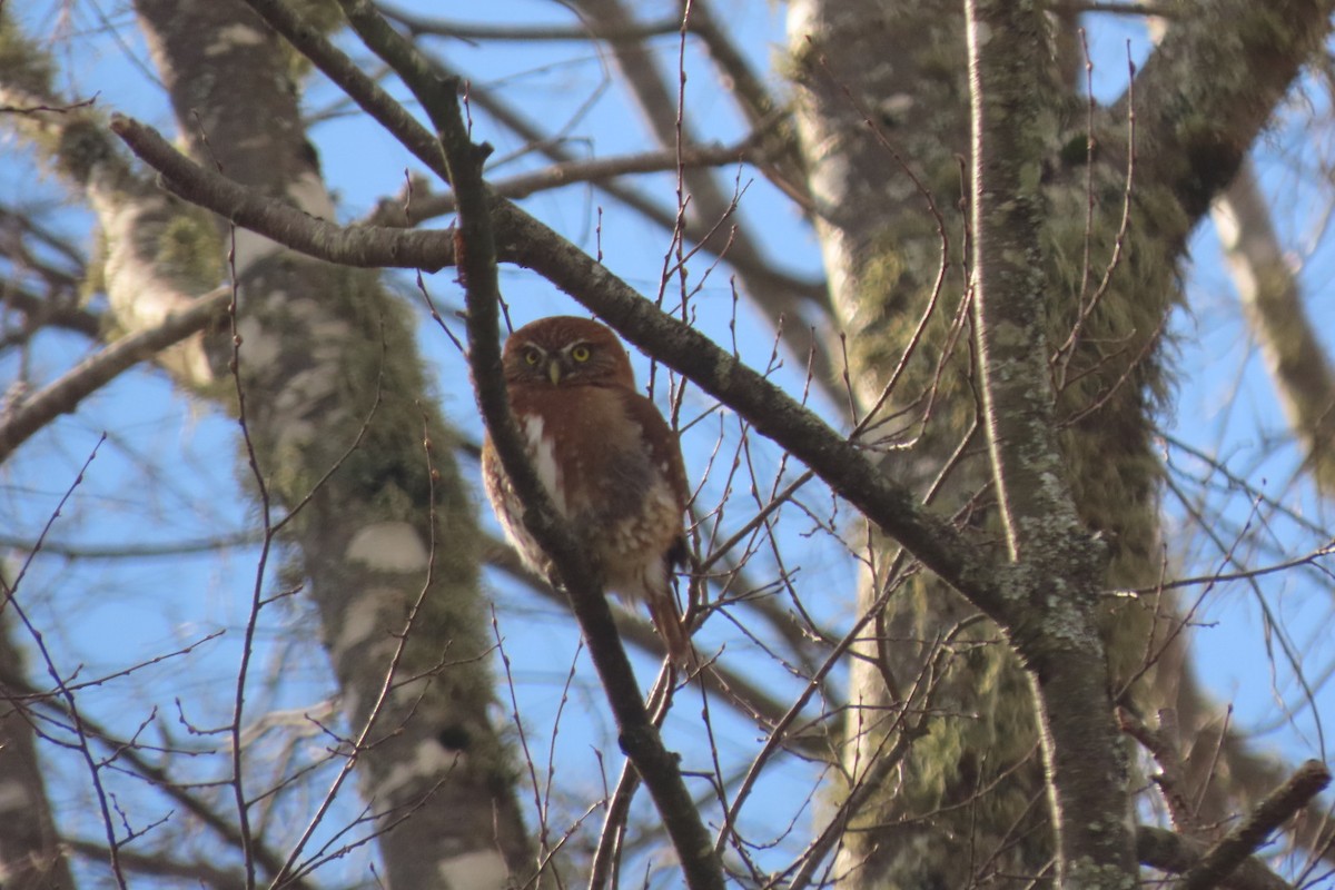 Austral Pygmy-Owl - ML621754992