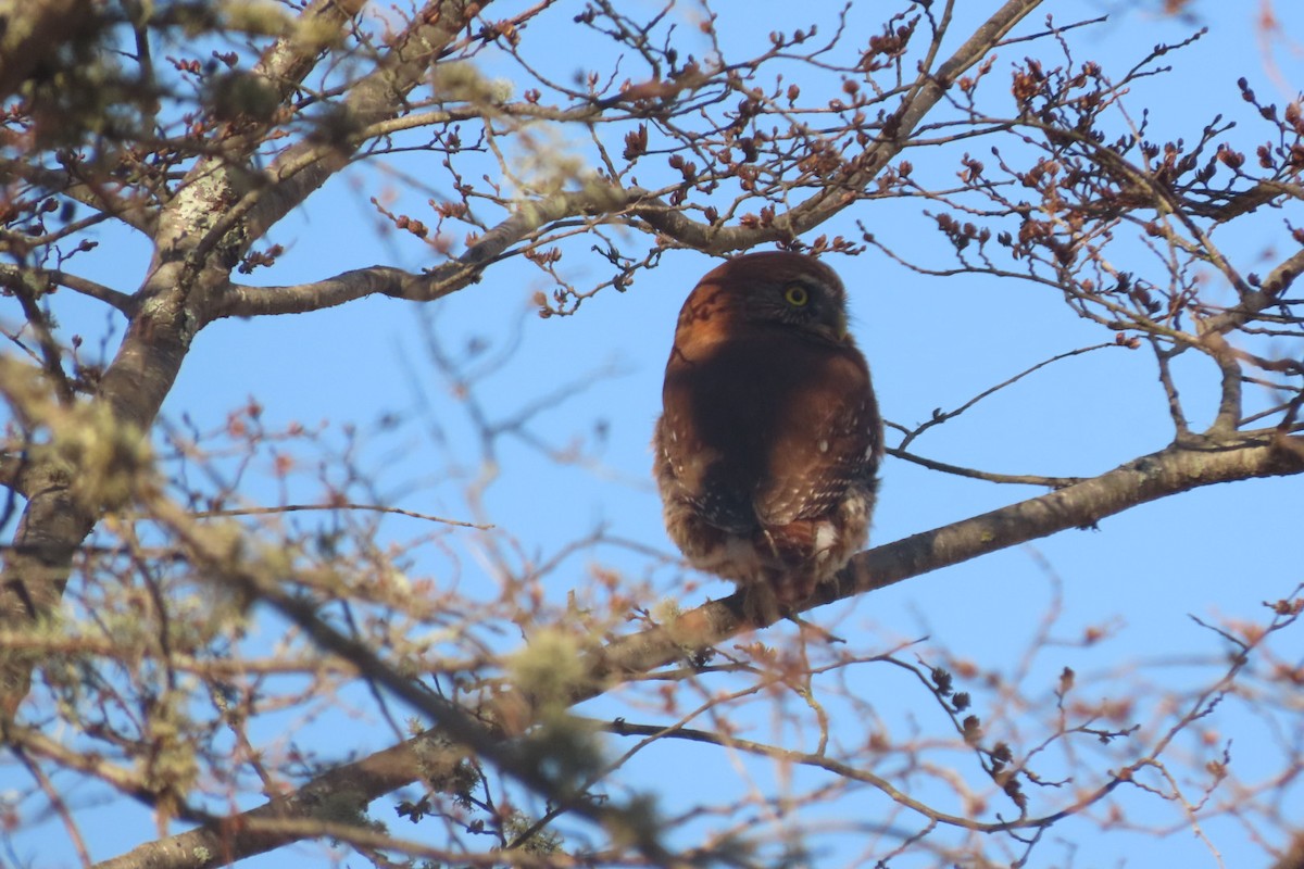 Austral Pygmy-Owl - ML621754994