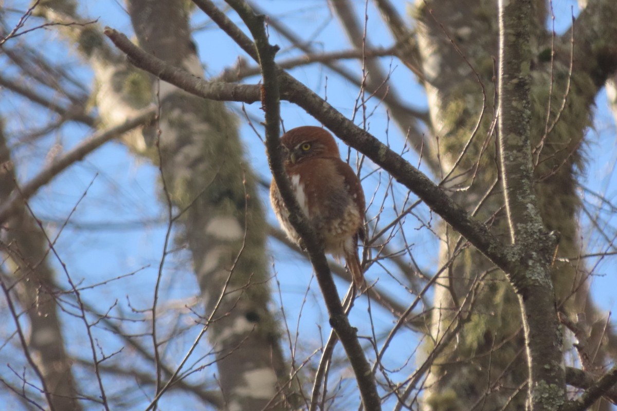 Austral Pygmy-Owl - Andrés Bustos