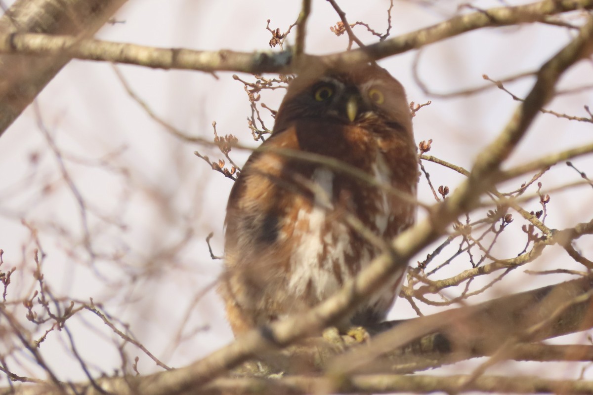 Austral Pygmy-Owl - ML621754996