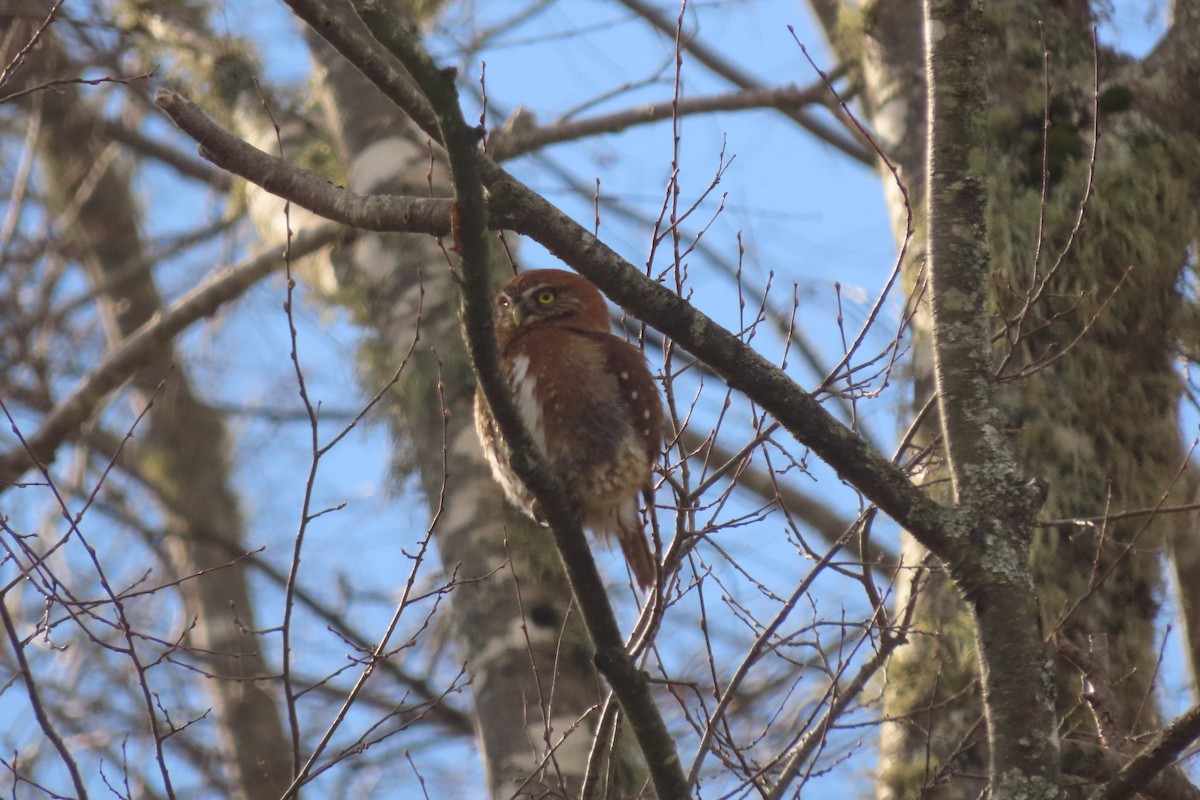 Austral Pygmy-Owl - ML621754998