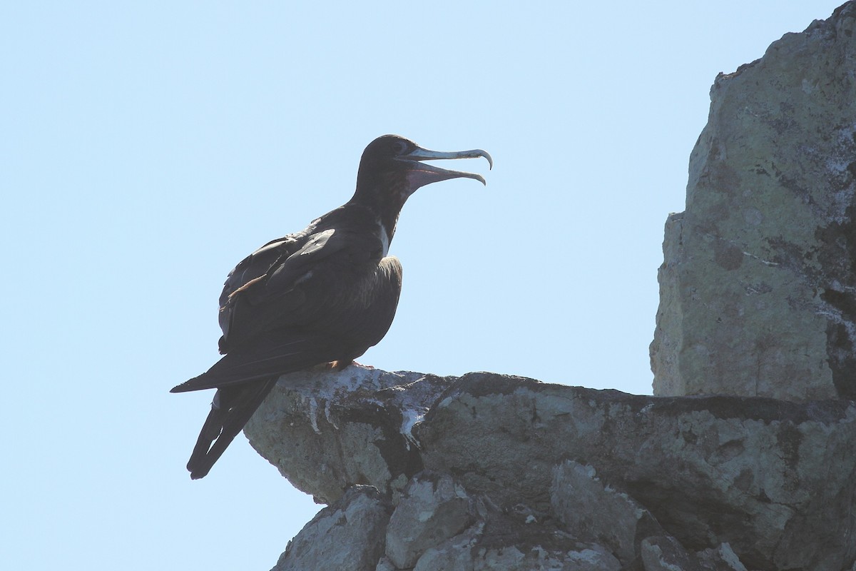 Magnificent Frigatebird - ML621755012