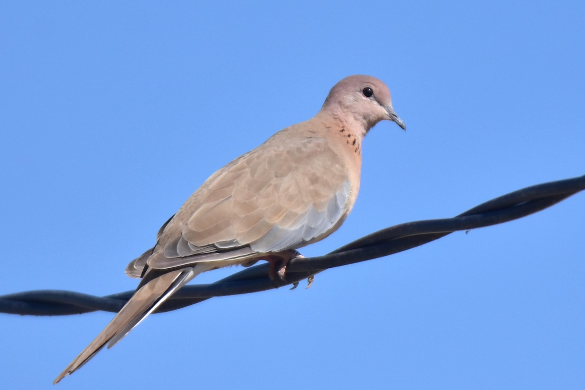 Laughing Dove - ML621755112