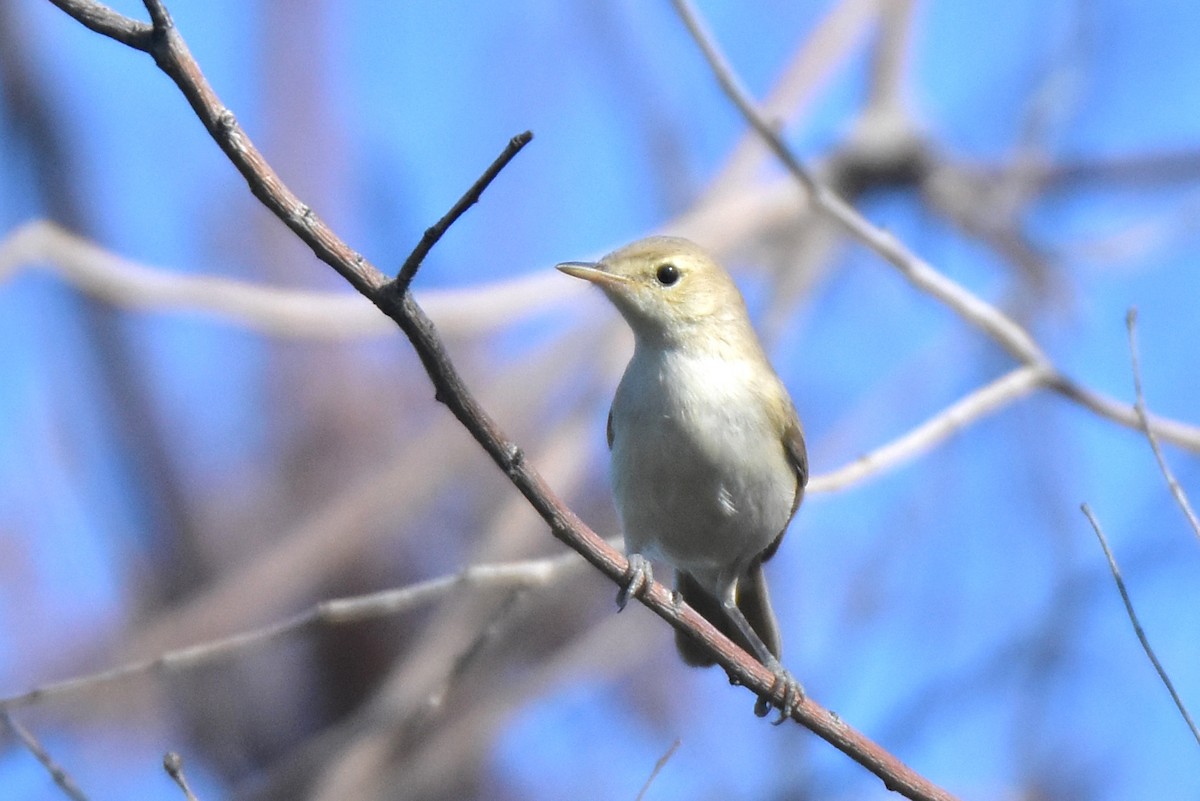 Sykes's Warbler - ML621755127