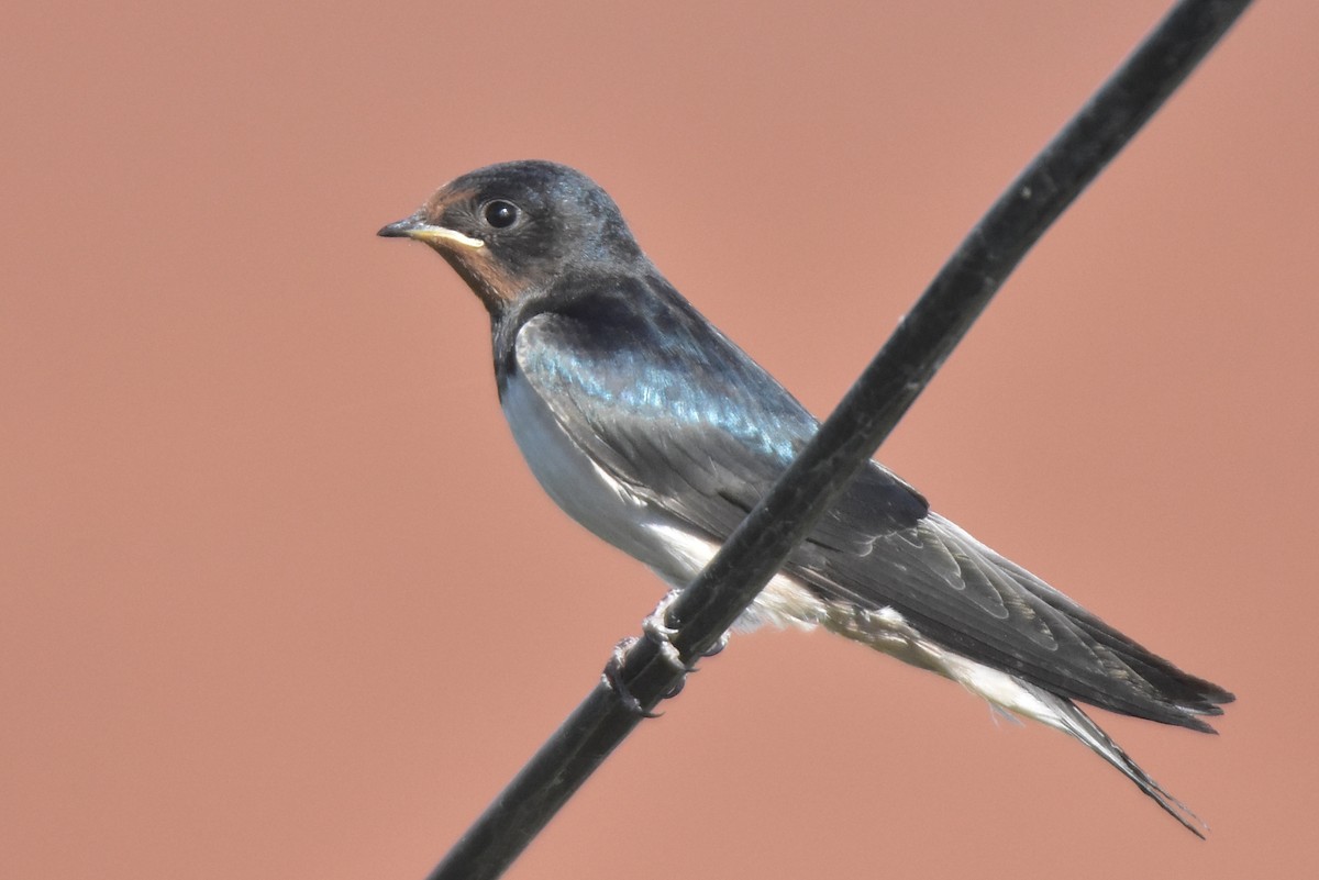 Barn Swallow - Kudaibergen Amirekul