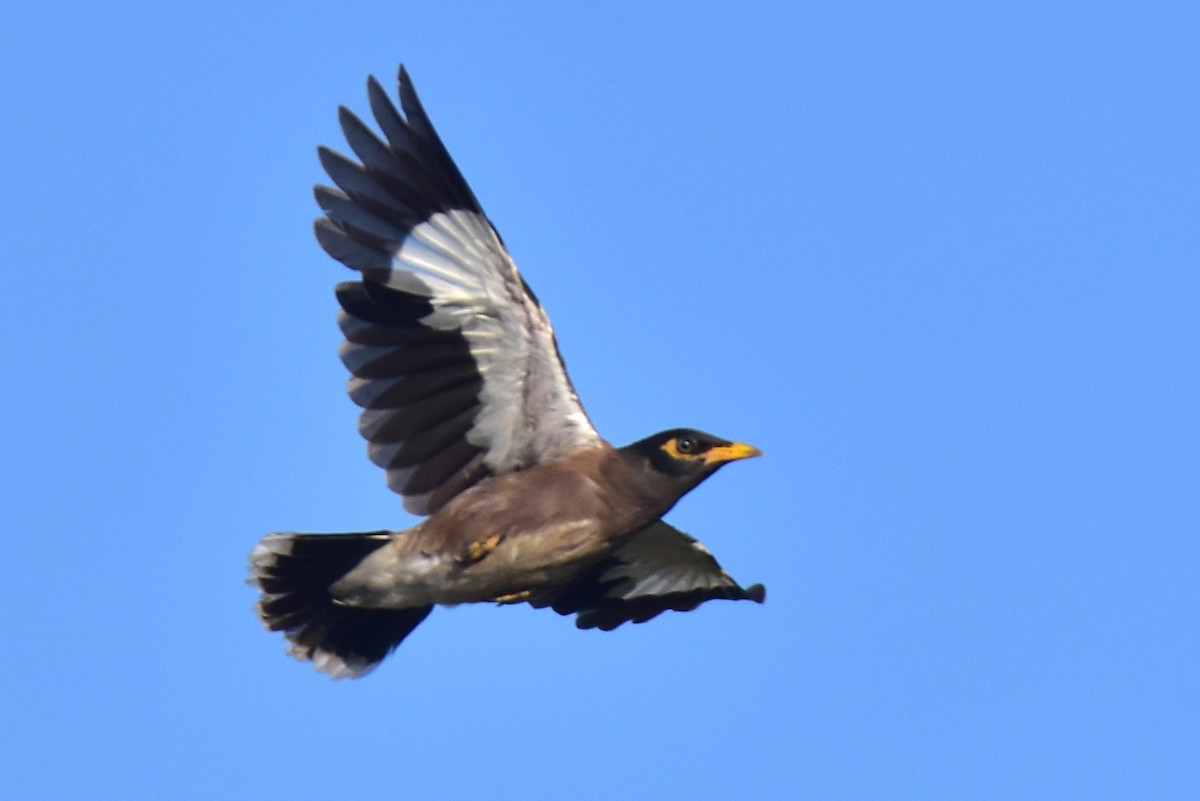 Common Myna - Kudaibergen Amirekul