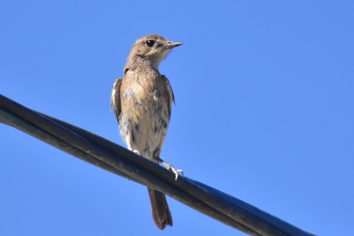 Pied Bushchat - ML621755151