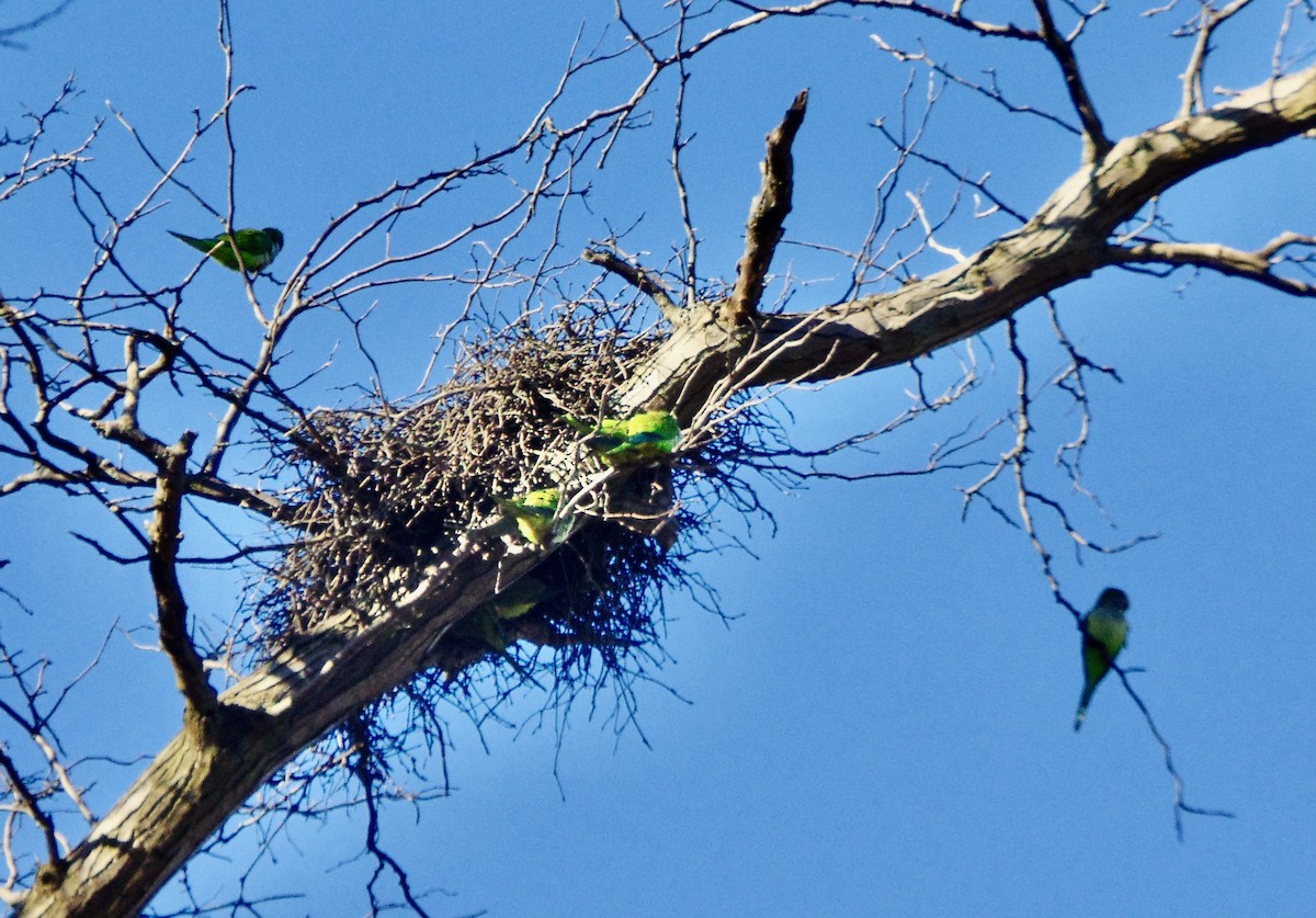 Monk Parakeet - ML621755191