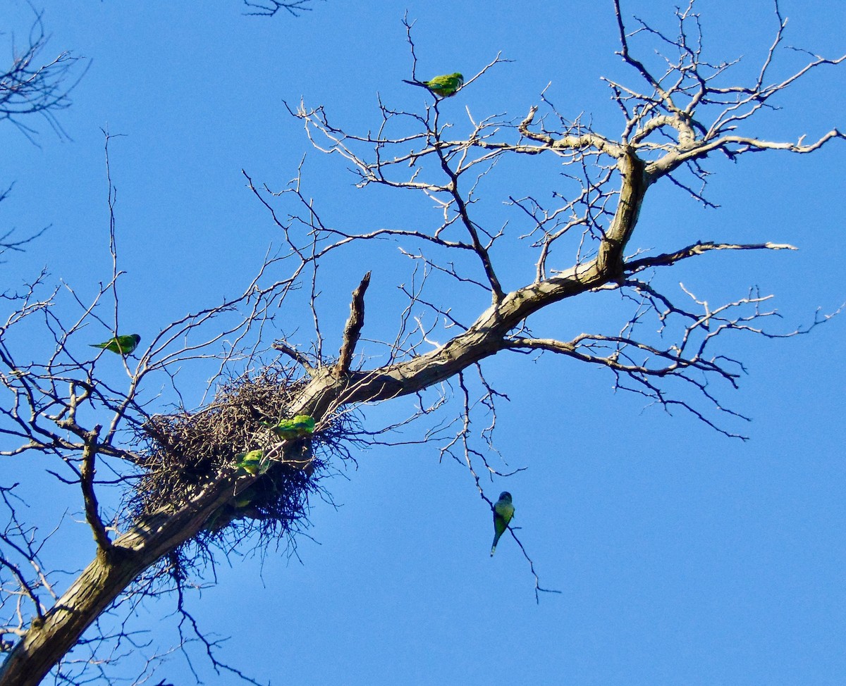 Monk Parakeet - Randy Shonkwiler