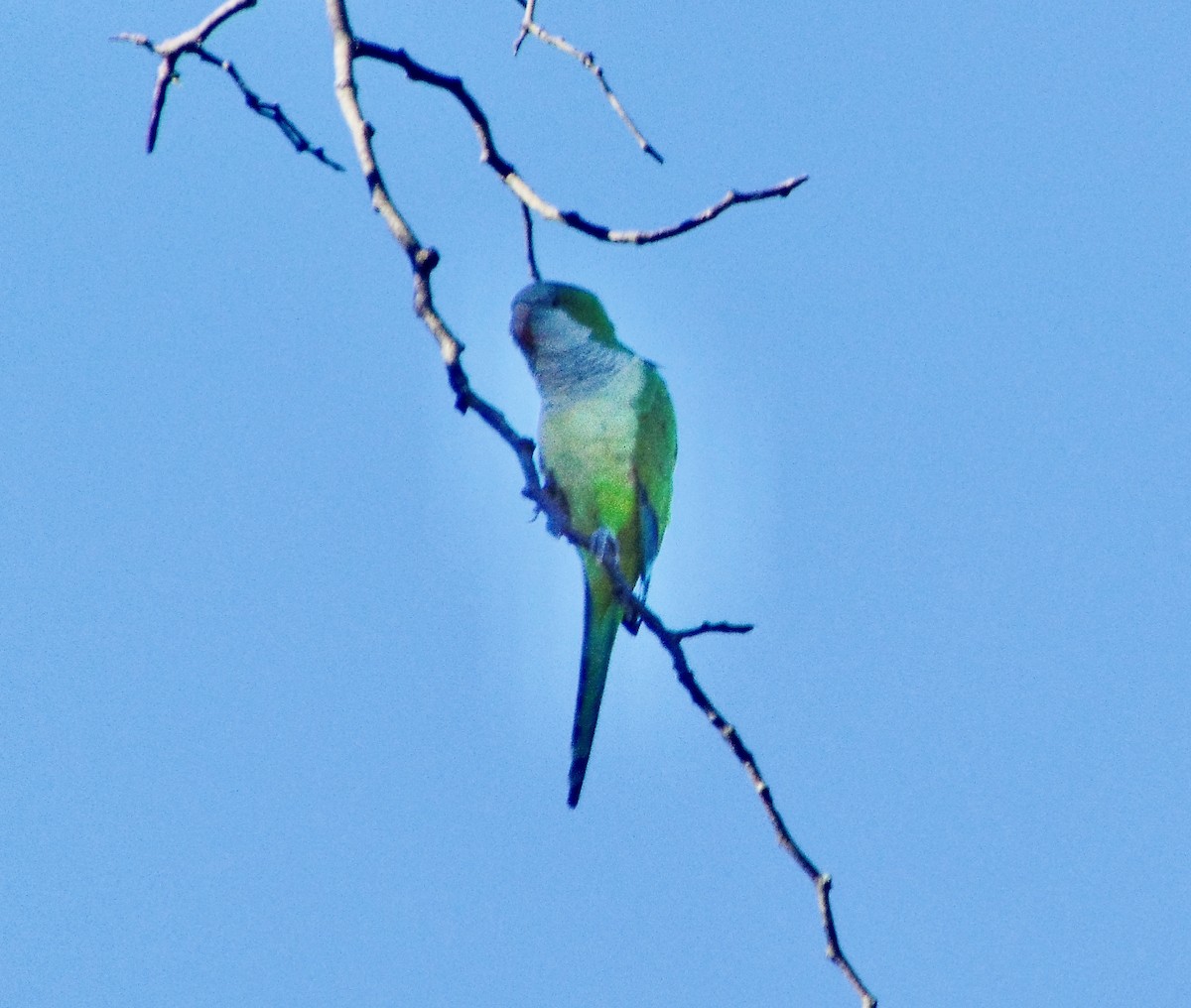 Monk Parakeet - ML621755218