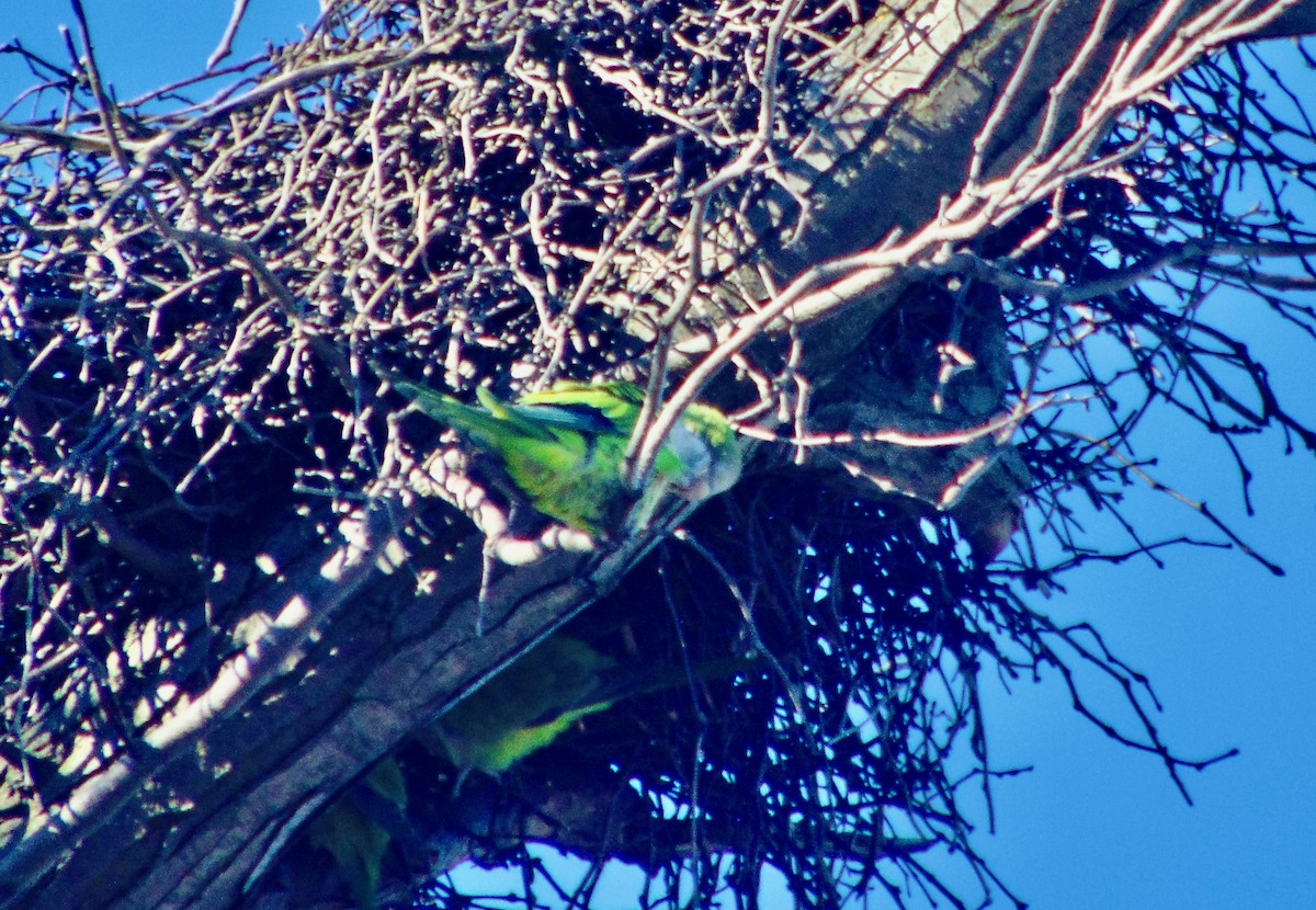 Monk Parakeet - ML621755221