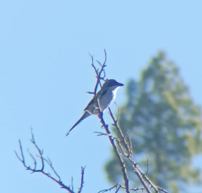 Great Gray Shrike (Sahara) - ML621755223