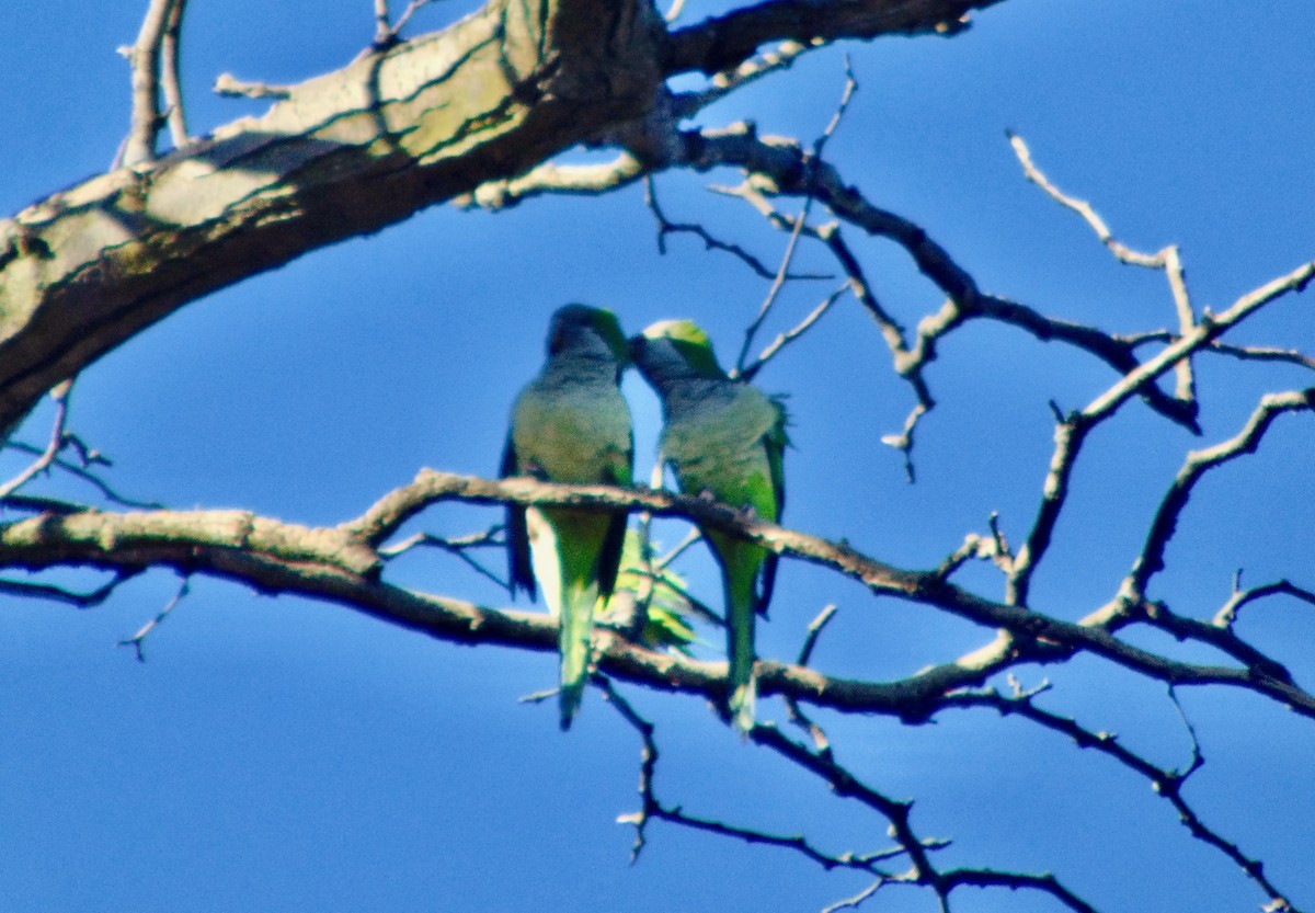 Monk Parakeet - ML621755226