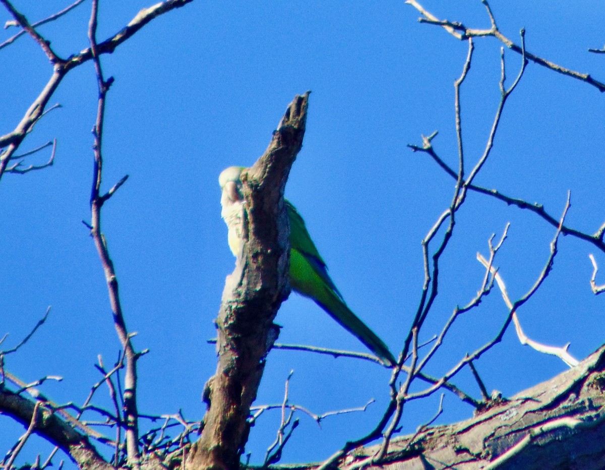 Monk Parakeet - ML621755238