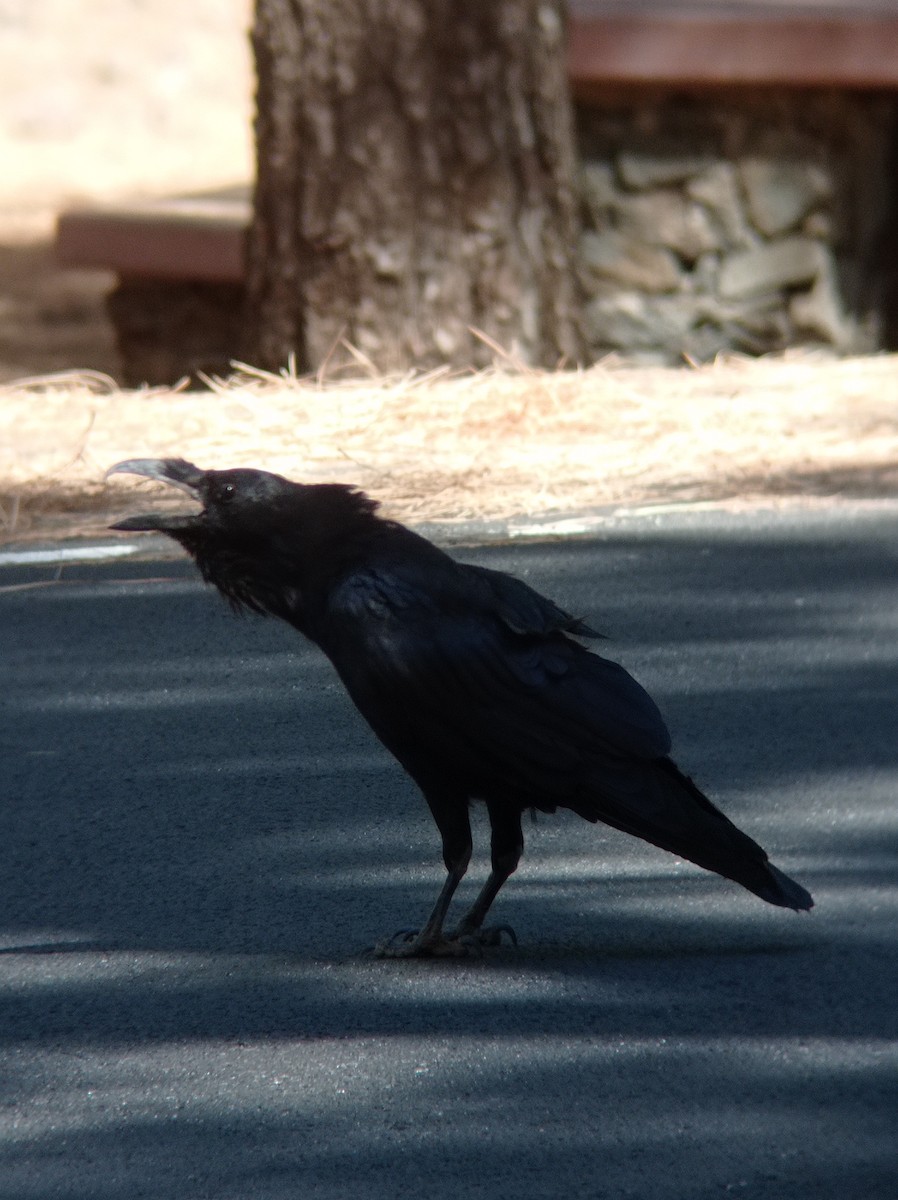 Common Raven - ML621755259