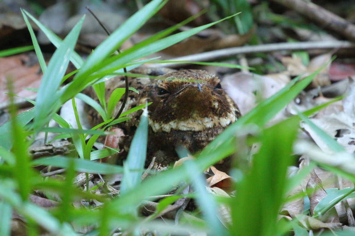 Rufous Nightjar (Northern) - ML621755260