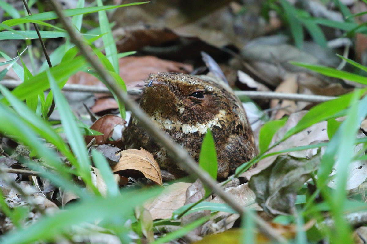 Rufous Nightjar (Northern) - ML621755261