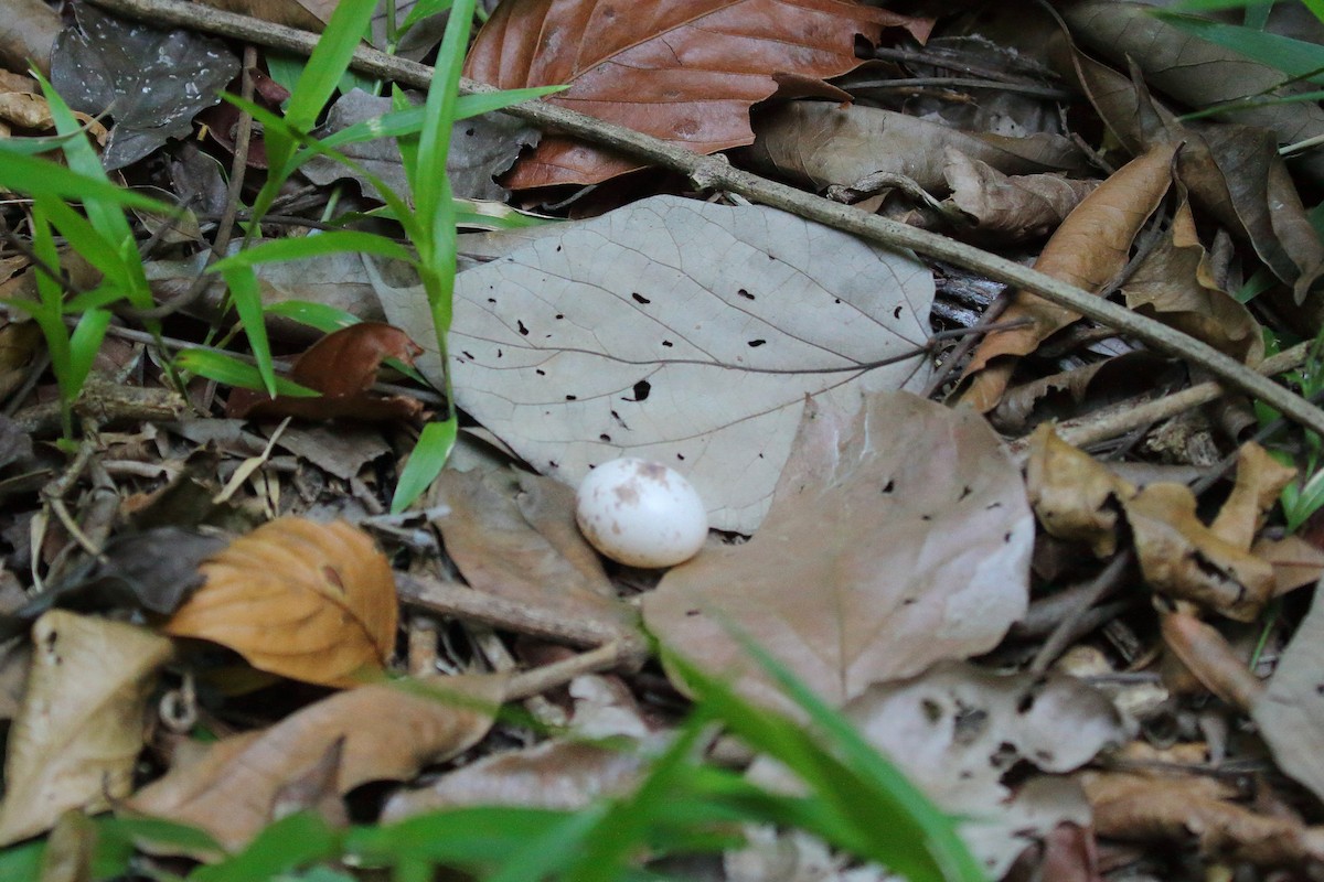 Rufous Nightjar (Northern) - ML621755262