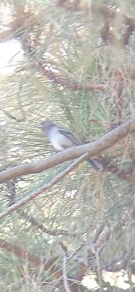 Gran Canaria Blue Chaffinch - ML621755266