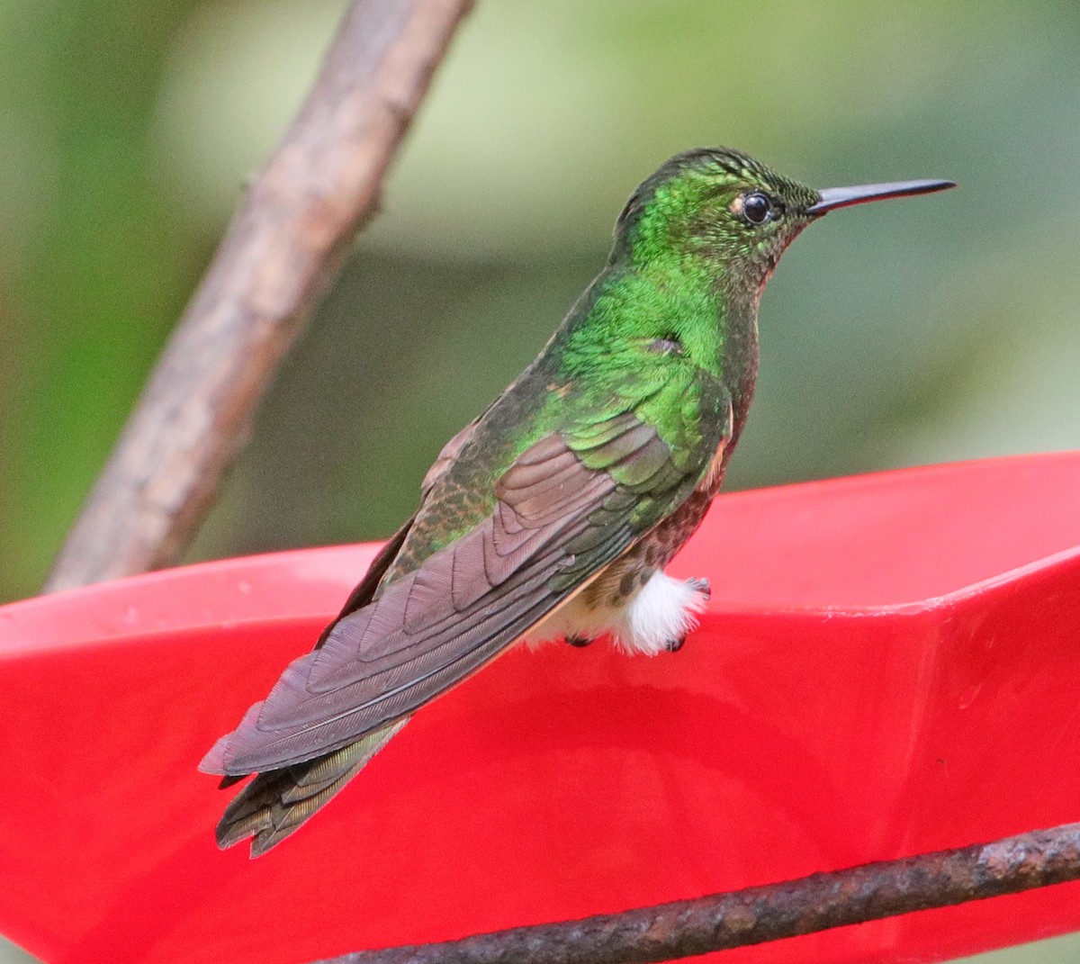 Greenish Puffleg - ML621755282