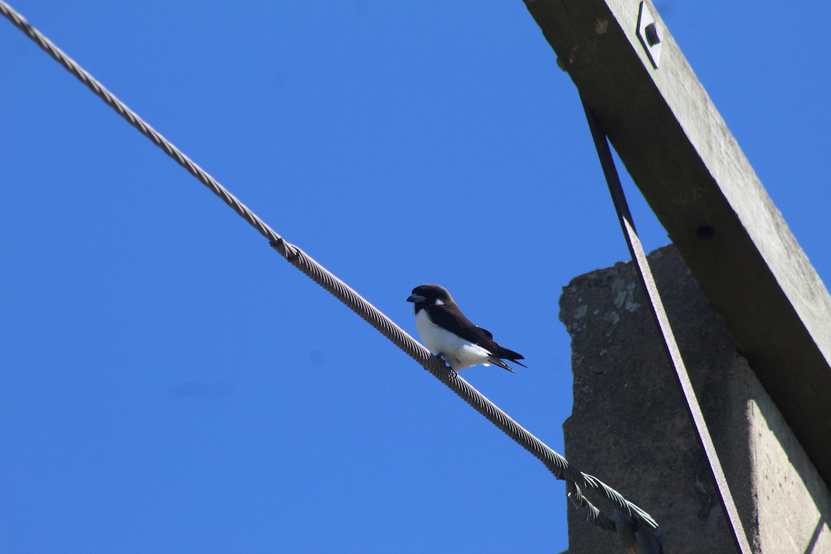 Fiji Woodswallow - ML621755289